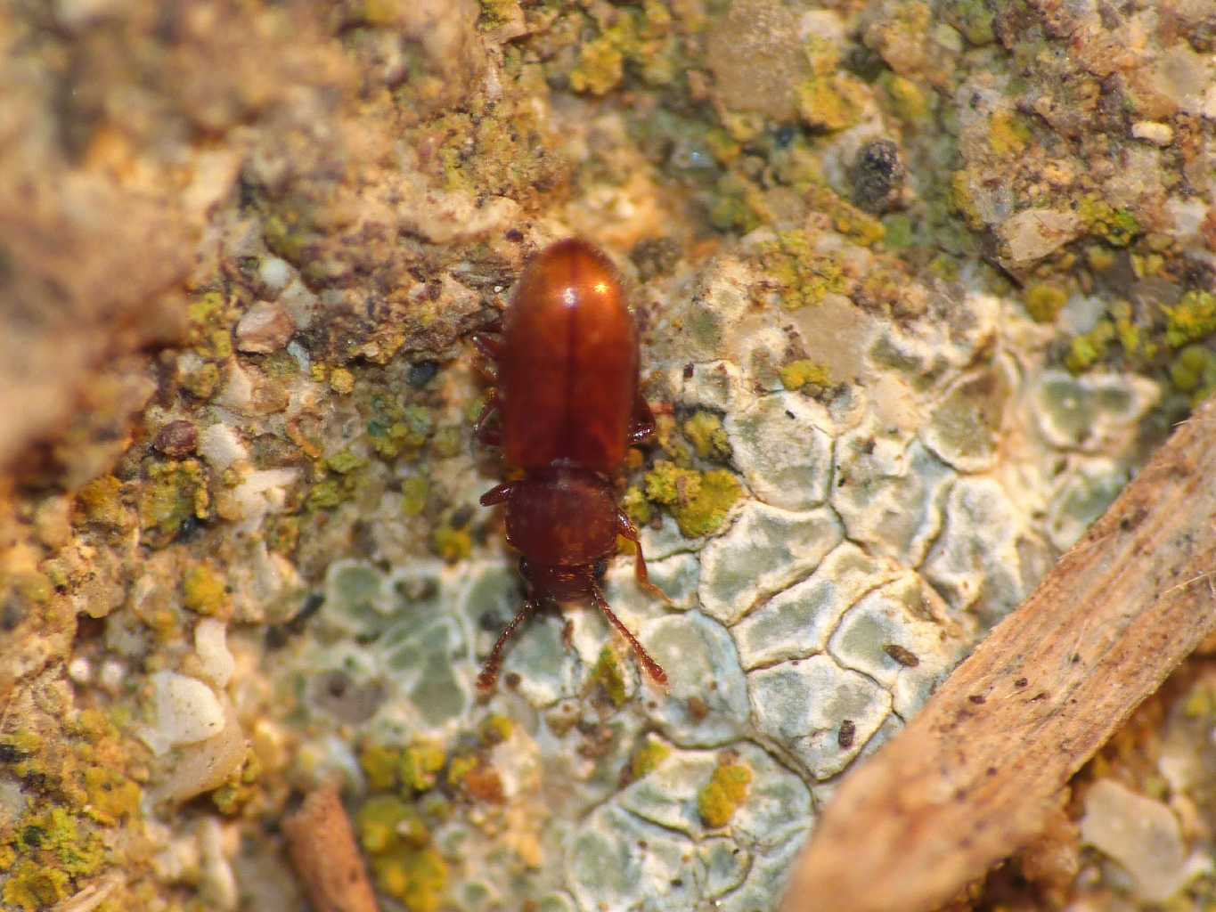 Piccolo coleottero rossiccio (Cryptophagidae?)